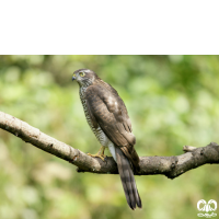 گونه قرقی Eurasian Sparrowhawk